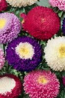 Астра помпонная смесь окрасок 0,3гр/10, ПЦц ВВ